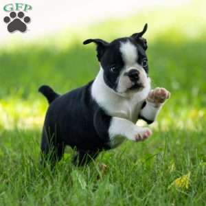 Kayla, Boston Terrier Puppy